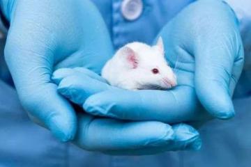 动物实验表明：新型凝胶可完全治愈侵袭性脑肿瘤